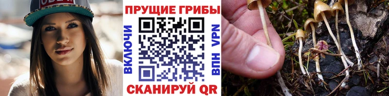 Псилоцибиновые грибы Cubensis  Нижние Серги 